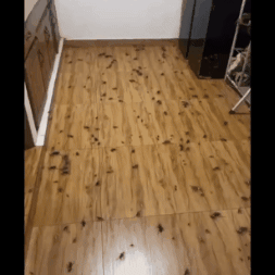 Veneno para cucarachas sin olor - Protege tu hogar y libérate de los bichos